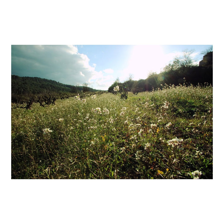 Alemany | Corrio Principia Mathematica 2023