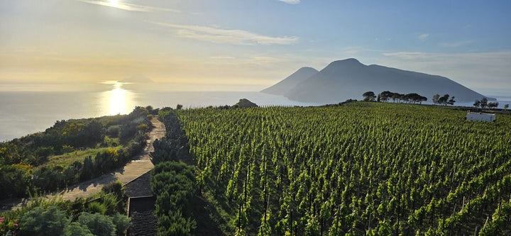 Tenuta di Castellaro Corinto Nero 2021