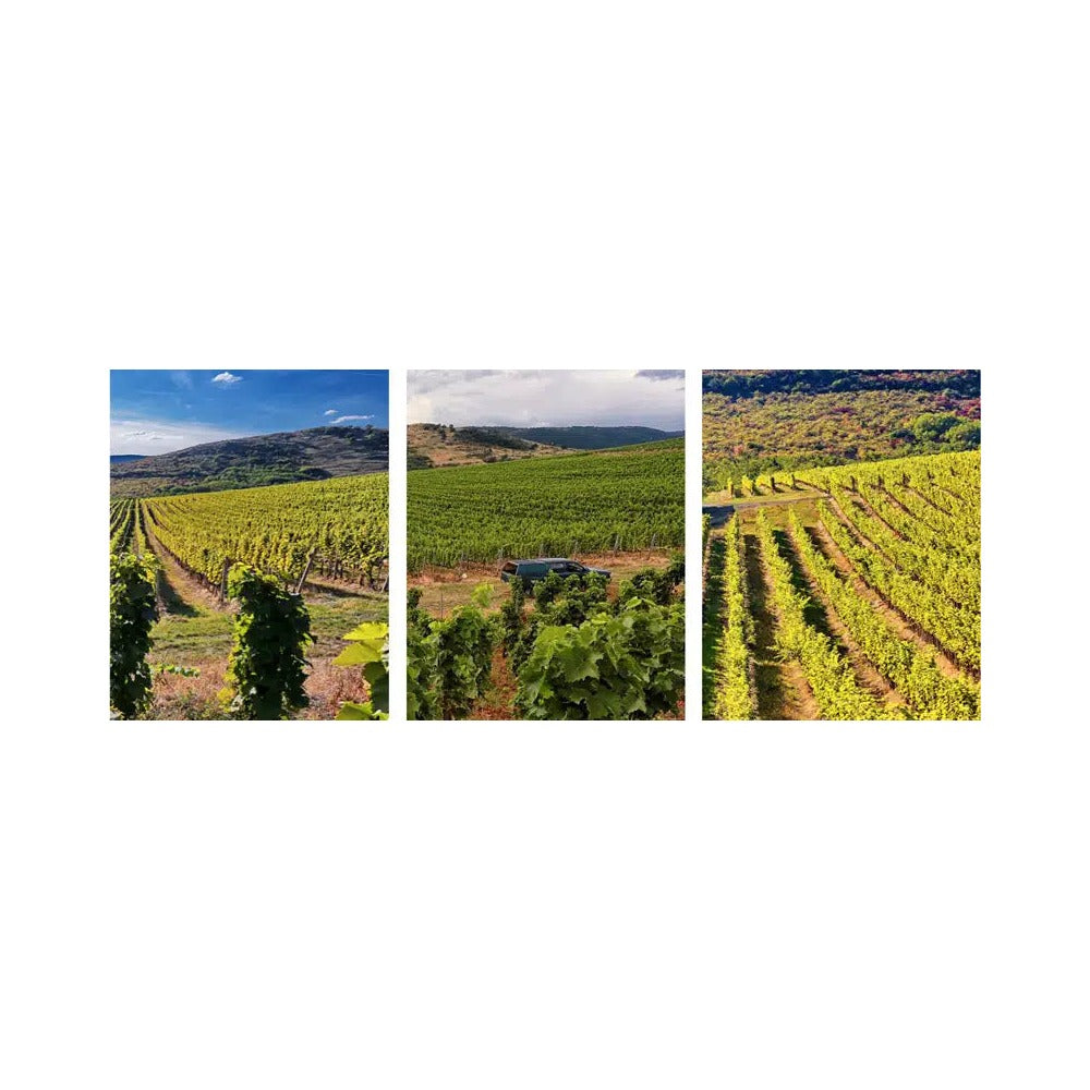 Chateau Pajzos Aszu Tokaji 5Puttonyos 2017 - 500 ml