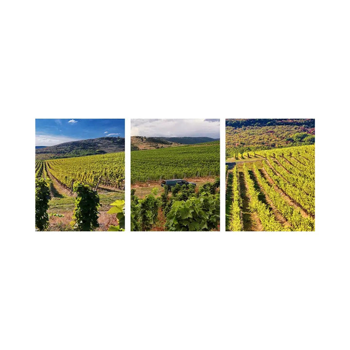 Chateau Pajzos Aszu Tokaji 5Puttonyos 2017 - 500 ml