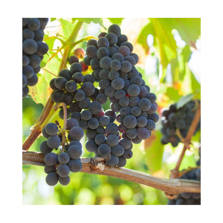 Donelan Family Two Brothers Pinot Noir 2019