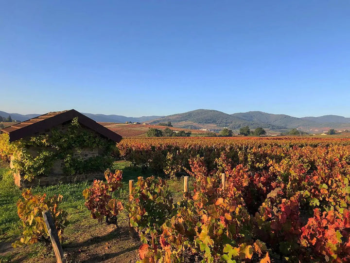 Jean-Paul Dubost Beaujolais-Lantignie 2025