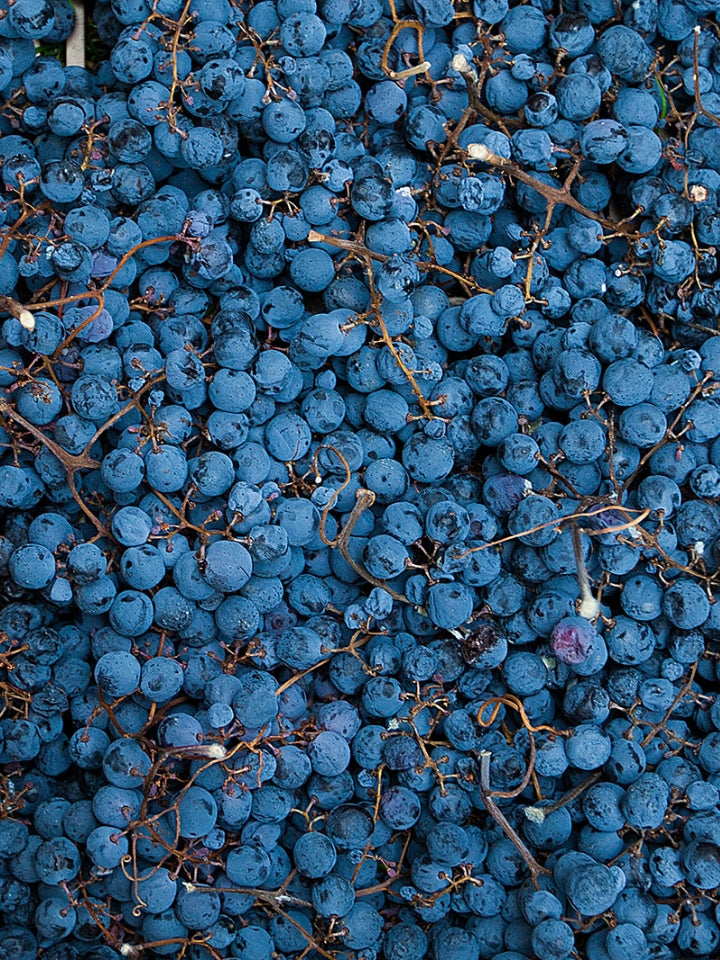 Ticket: L'Arco with Veneto Winemaker Luca Fedrgo Seminar (11/5, 5:30pm)