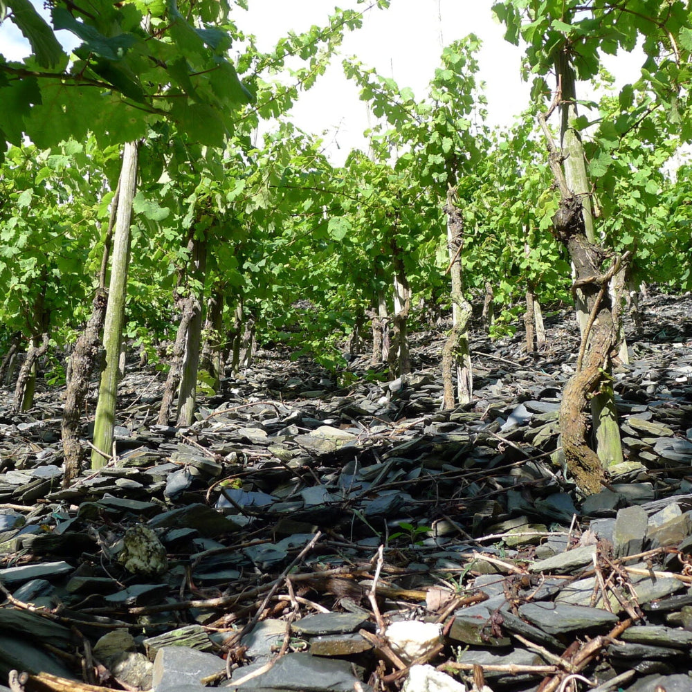 Julian Haart Rote Erden Riesling 2024