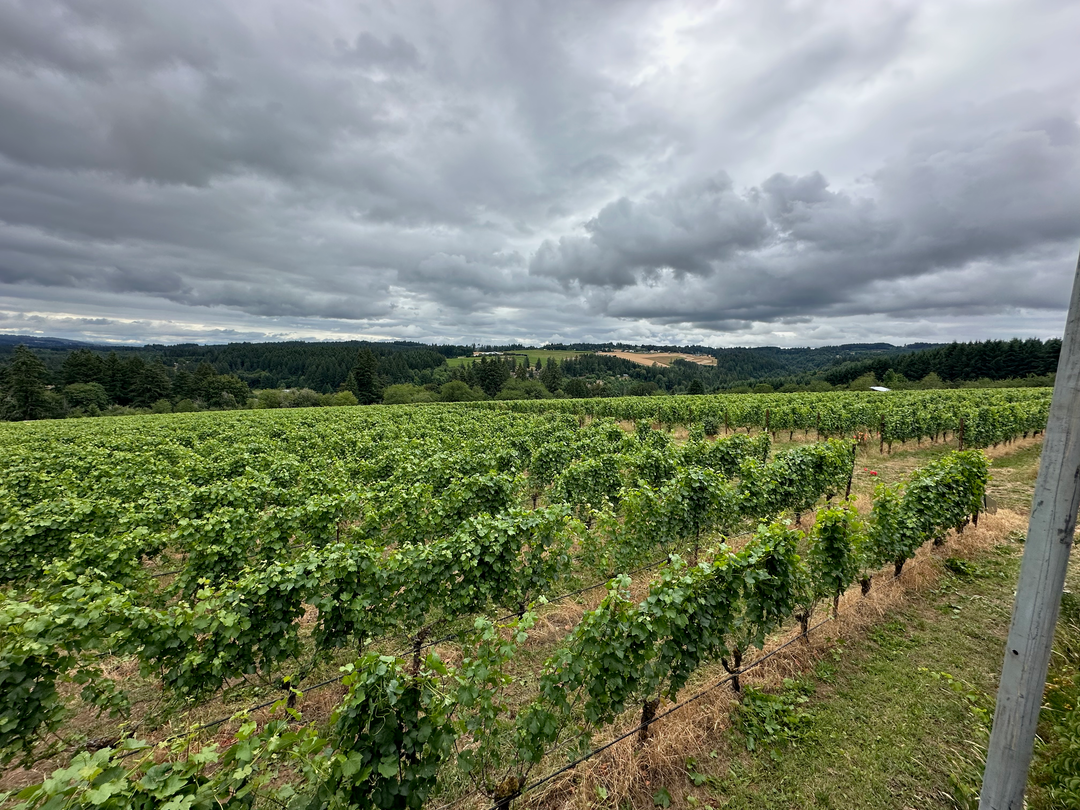 Raptor Ridge Sauvignon Blanc Willamette Valley 2025