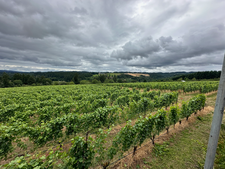 Raptor Ridge Sauvignon Blanc Willamette Valley 2025