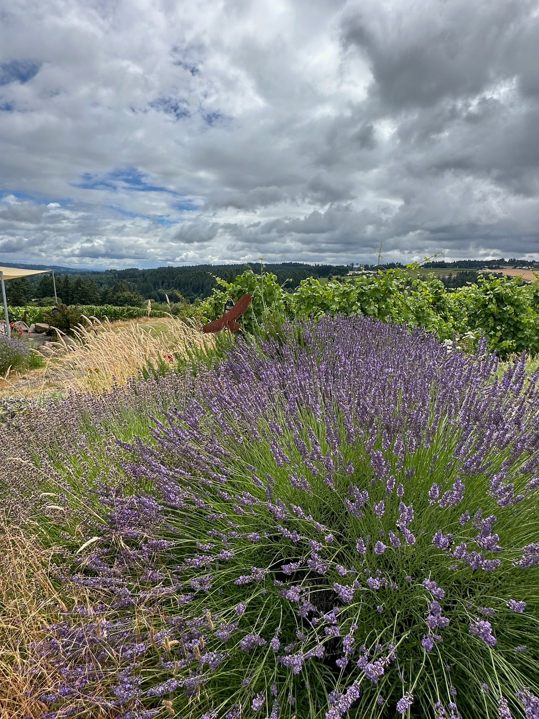 Raptor Ridge Sauvignon Blanc Willamette Valley 2025