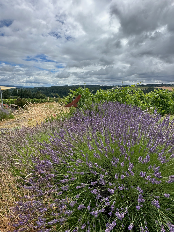Raptor Ridge Sauvignon Blanc Willamette Valley 2025