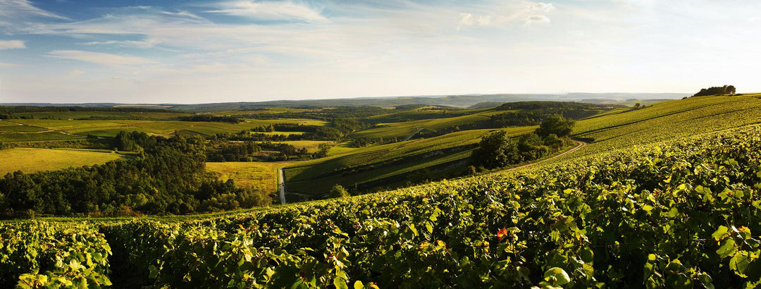 Ticket: Champagne Devaux Free Tasting, Thu 6/11 5:30-7pm