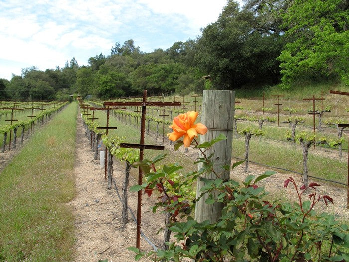 Ticket - Discover the wines of Snowden Vineyards (Napa Valley) and Triennes (Provence)