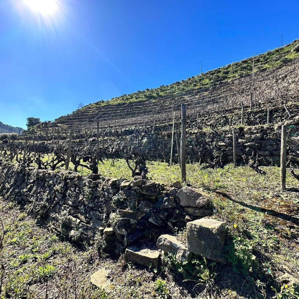Maccario Dringenberg Rossese di Dolceacqua 2023